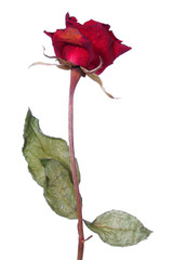 rosa muerta