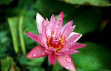 fleur lotus violet