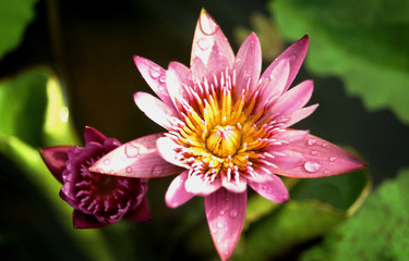 fleur lotus violet