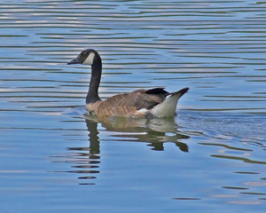 canadian goose reflections