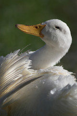 beautiful duck