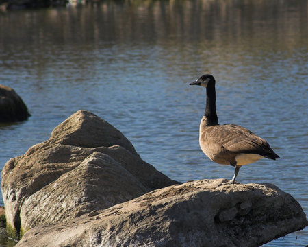 canadian goose 3