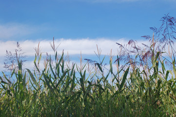 Obraz premium grass in a field