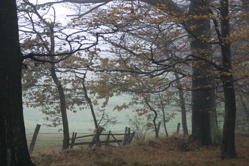 Obraz premium herbstwald im nebel