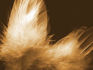 angel