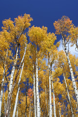 vertical aspens