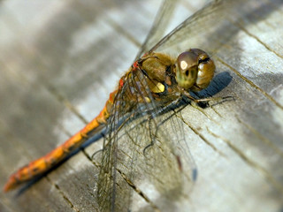 heidelibelle