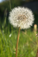 pusteblume 01