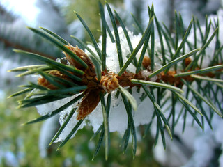 Fototapeta premium pine needles