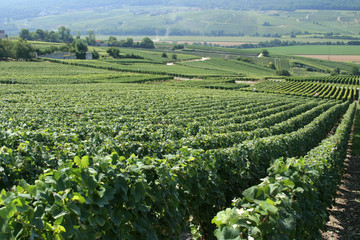 french vineyard