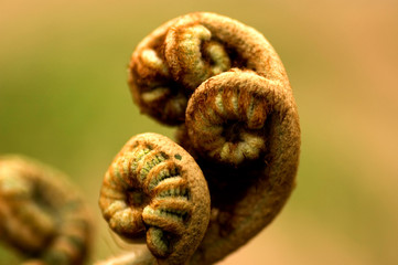 curled up fern