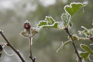 frosty foliage