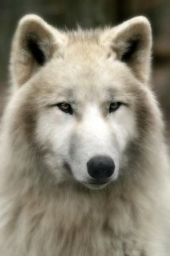 polarwolf