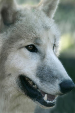 polarwolfportrait