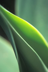 green leaf
