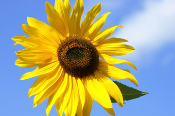 Obraz premium sunflower