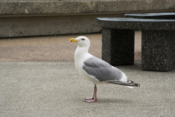 seagull in the city