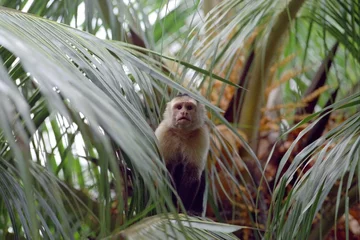Crédence de cuisine en verre imprimé Singe capuchin monkey in costa rica