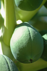 papaya