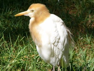 cattle egret
