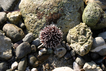 sea urchin