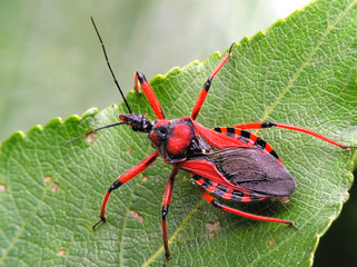 red&black bug