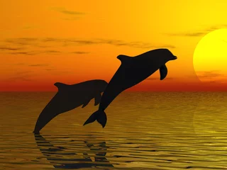 Poster de jardin Dauphins deux dauphins nageant