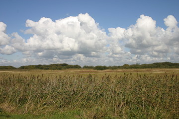 Obraz premium schilfgürtel mit wolkenhimmel