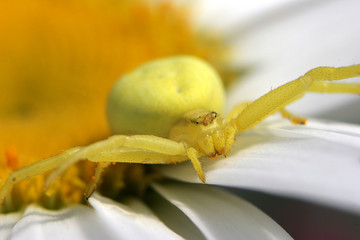 crab spider female - (misumena vatia) - obrazy, fototapety, plakaty