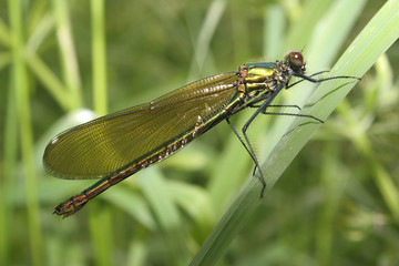 demoiselle female (calopteryx splendus)