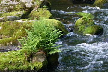farn in der bode