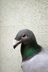 pigeon looking