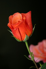 Obraz premium small rose head