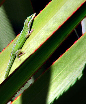 anole in the sun