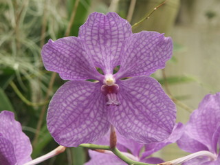 vanda