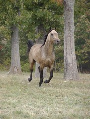 buckskin galloping