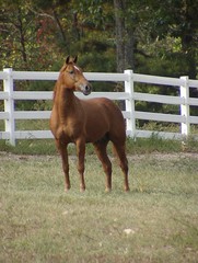 horse in pasture