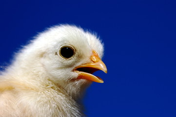 chick