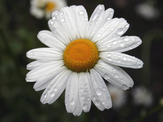 wet daisy