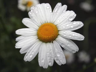 Photo sur Plexiglas Marguerites wet daisy
