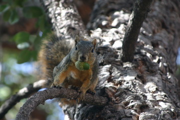 sqirrel