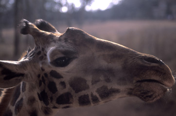rothschild's giraffe