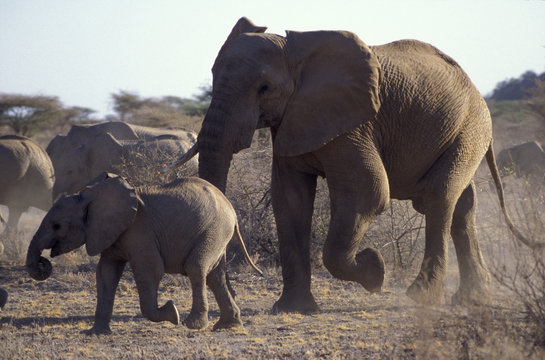 mother elephant and baby