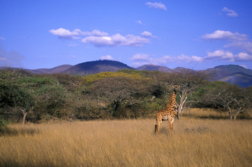 giraffe