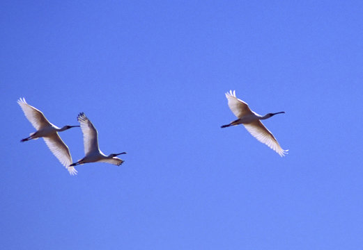 spoonbills in flight