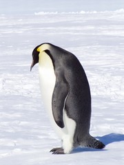 Fototapeta na wymiar smutny pingwin