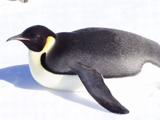 Cercles muraux Pingouin gliding penguin