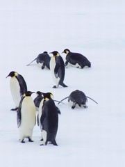 Fototapeta na wymiar Rodzina pingwinów
