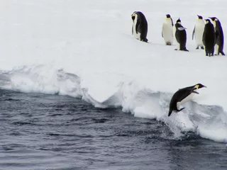 Papier Peint photo autocollant Pingouin saut de pingouin