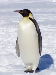 Cercles muraux Pingouin manchot